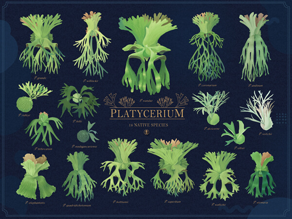 18原生種鹿角蕨插畫圖鑑 Platycerium ビカクシダ 青青小樹 多肉萌